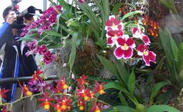 Orchids – Sexy flowers with surprising tricks.